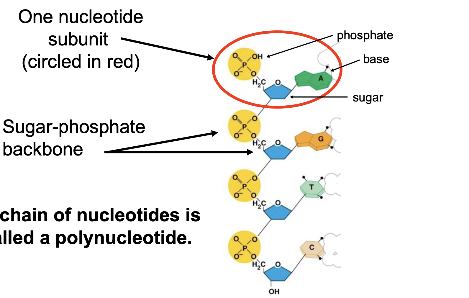 <p>the phosphate group of one nucleotide is covalently bonded to the sugar of the next. This forms what is called the “sugar phosphate backbone” of DNA.</p>