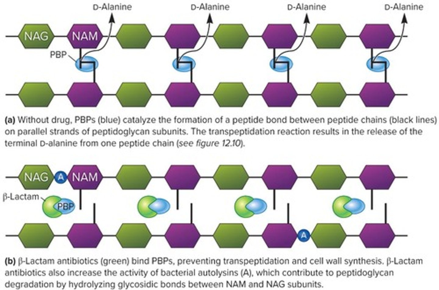<p>Core structure in penicillin and cephalosporins.</p>