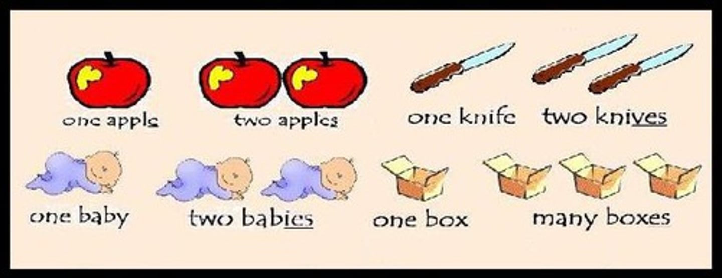 <p>Sound masculine plural.</p><p>Sound feminine plural.</p><p>Broken plural.</p>