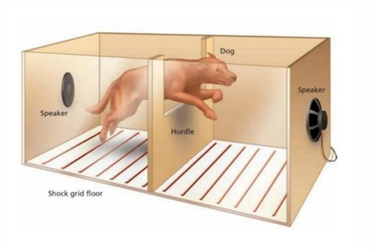 <p>When individuals have little control over outcomes in their lives, they lose motivation (expectation x value)</p><p>ex. Seligman’s dog studies (1972)</p><p>Method: Some dogs could not control/escape shocks administered to them vs. some dogs who could</p><p>Results: Dogs who could not escape later showed less motivation to escape the shocks  </p>