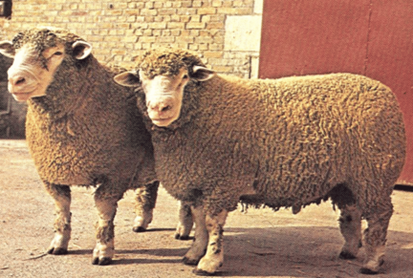 <p>large square face, forward inclined ears, polyvalent, meat and wool</p>