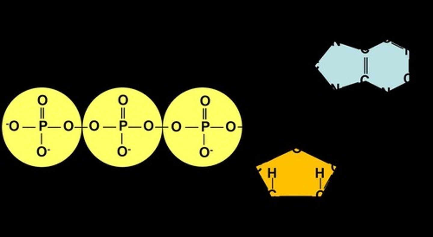 <p>Adenosine Triphosphate</p>