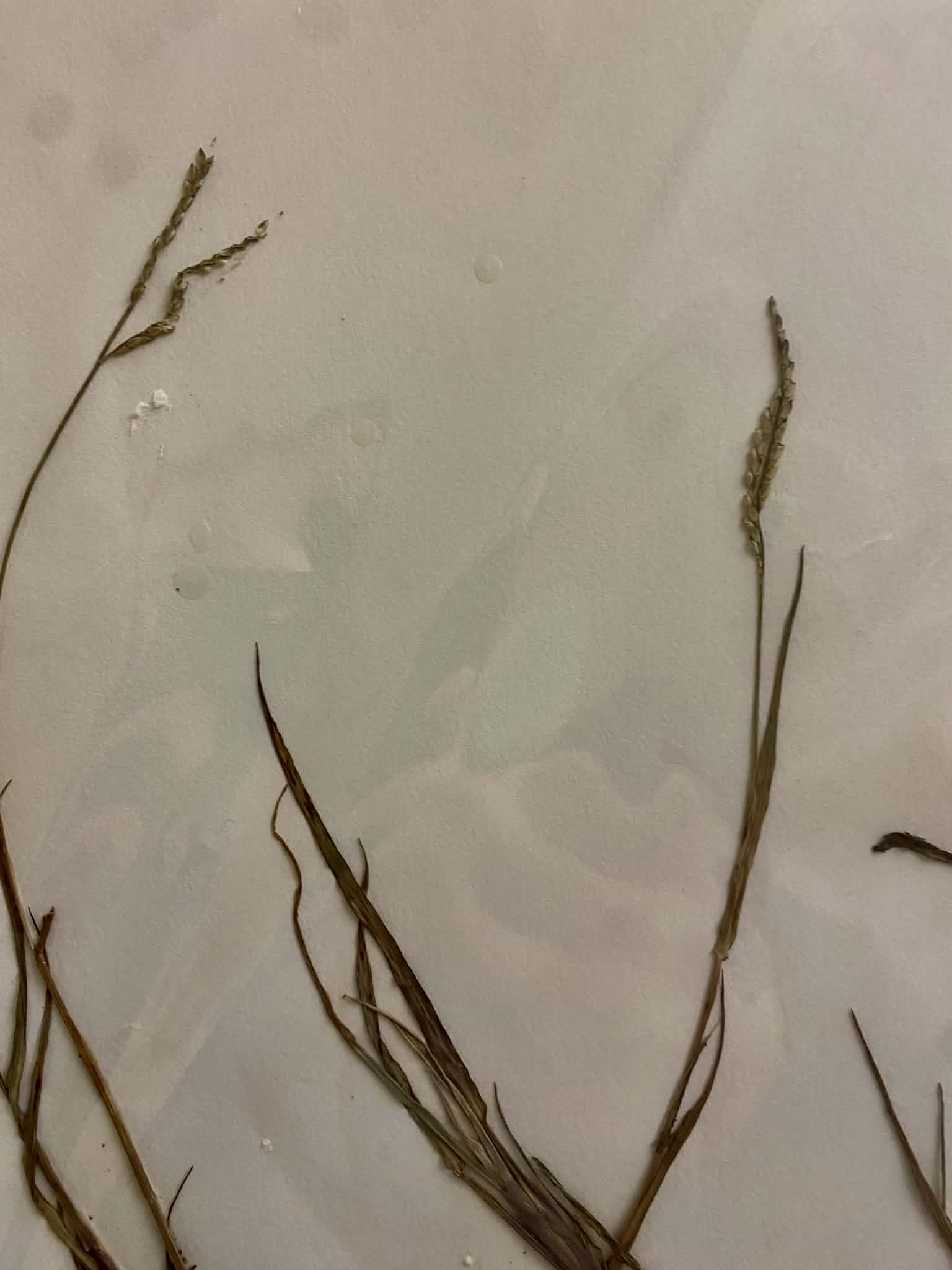 <p>Paspaleae, P, N, Paspalum distichum, knotgrass</p>