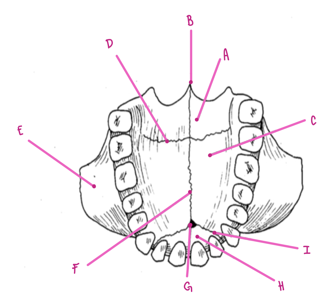 <p>Name the part of the maxillae labeled G (inferior view)</p>