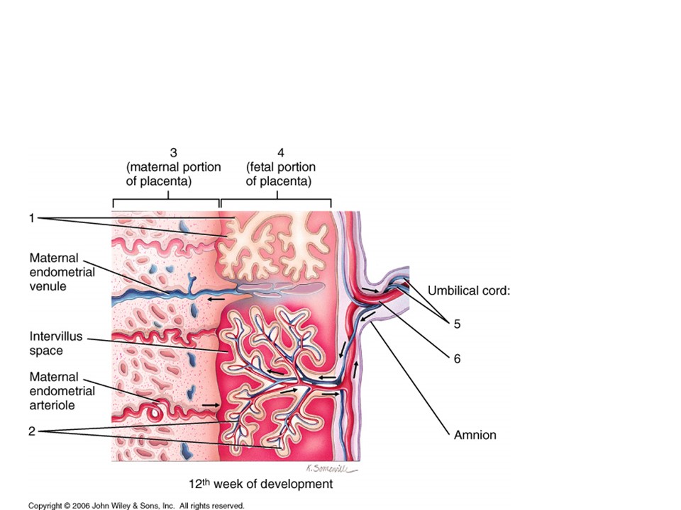 <p>What portion of the mother’s uterus into the placenta?</p>