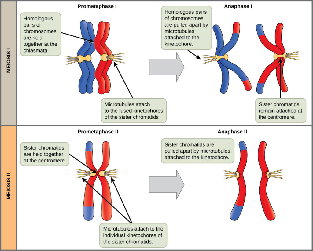 <p>What is the difference between pro metaphase in meiosis I and meiosis II? </p>