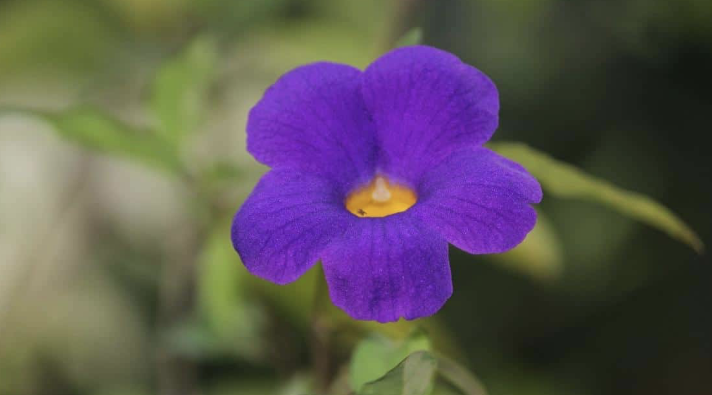 Flower 151