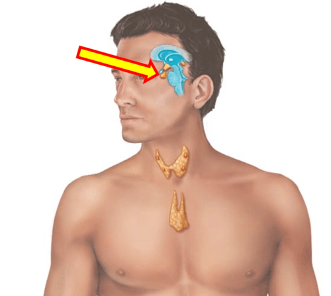 <p>Name the structure.</p>