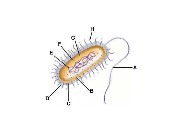 <p>Flagella</p>