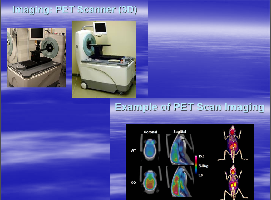 <p>PET <em>Image</em></p>