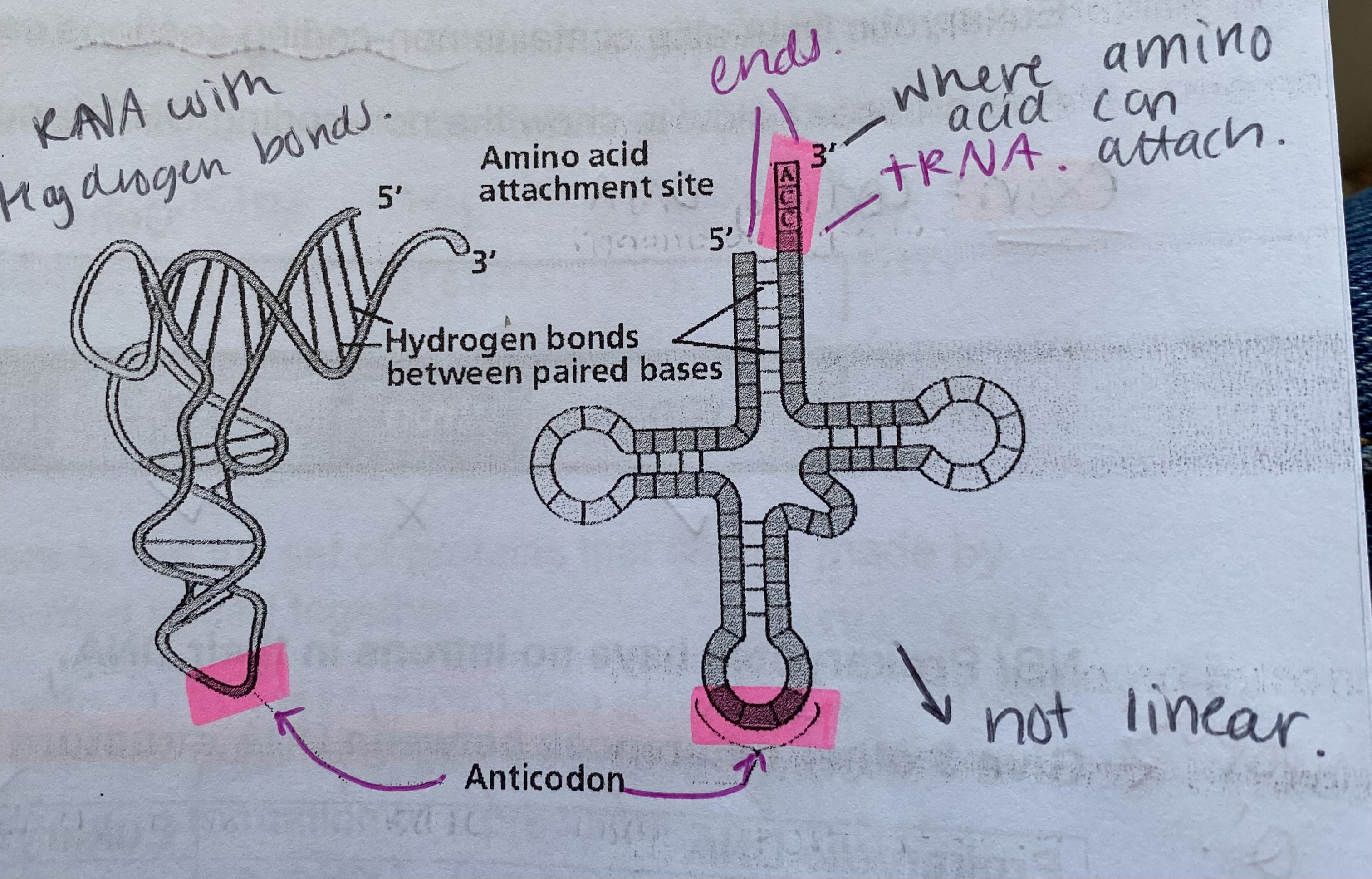 <ul><li><p><strong>shortest</strong> RNA molecule- made from around 80 nucleotides </p></li><li><p><strong>single strand which folds back on itself</strong></p></li><li><p>forms <strong>hydrogen bonds</strong> within complementary sections so causes the folding</p></li><li><p>not linear </p></li><li><p>has an <strong>anticodon</strong></p></li><li><p>longer end holds the amino acid</p></li></ul><p></p>