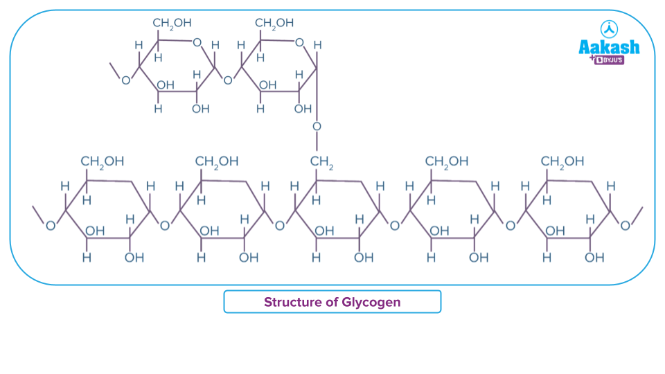 <ul><li><p>Glycogen can contain up to 100,000 glucose molecules</p></li><li><p>It is highly branched = <span><span>α-1,4 and α-1,6 glycosidic bonds</span></span></p></li></ul><p></p><p></p>