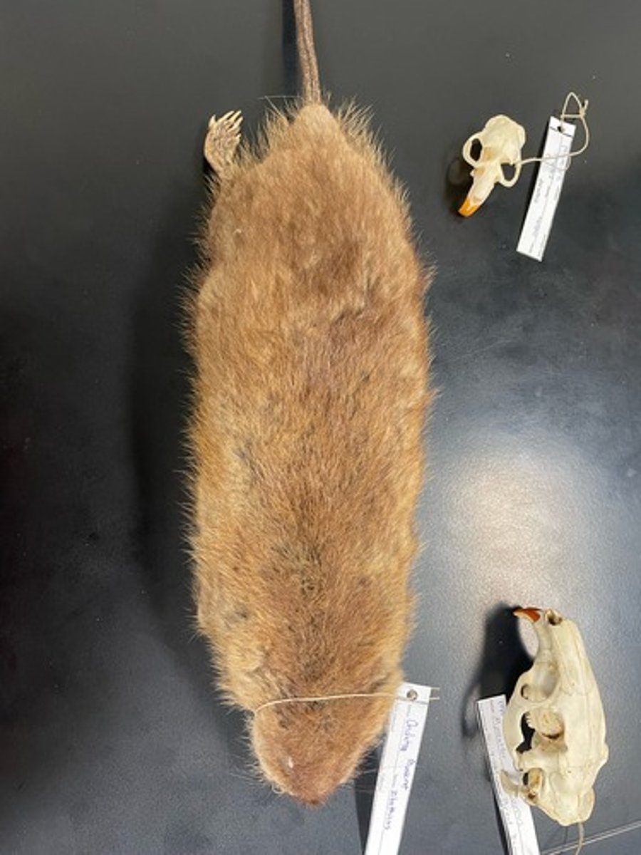 <p>Family: Cricetidae</p><p>Genus & Species: Ondatra zibethicus</p>