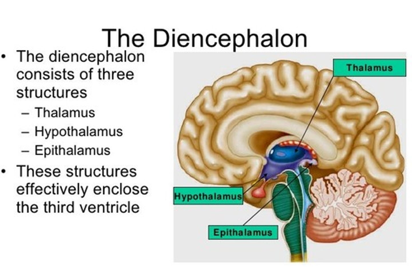 <p>- Epithalamus</p><p>- Thalamus</p><p>- Hypothalamus</p><p>- Hippocampus</p>