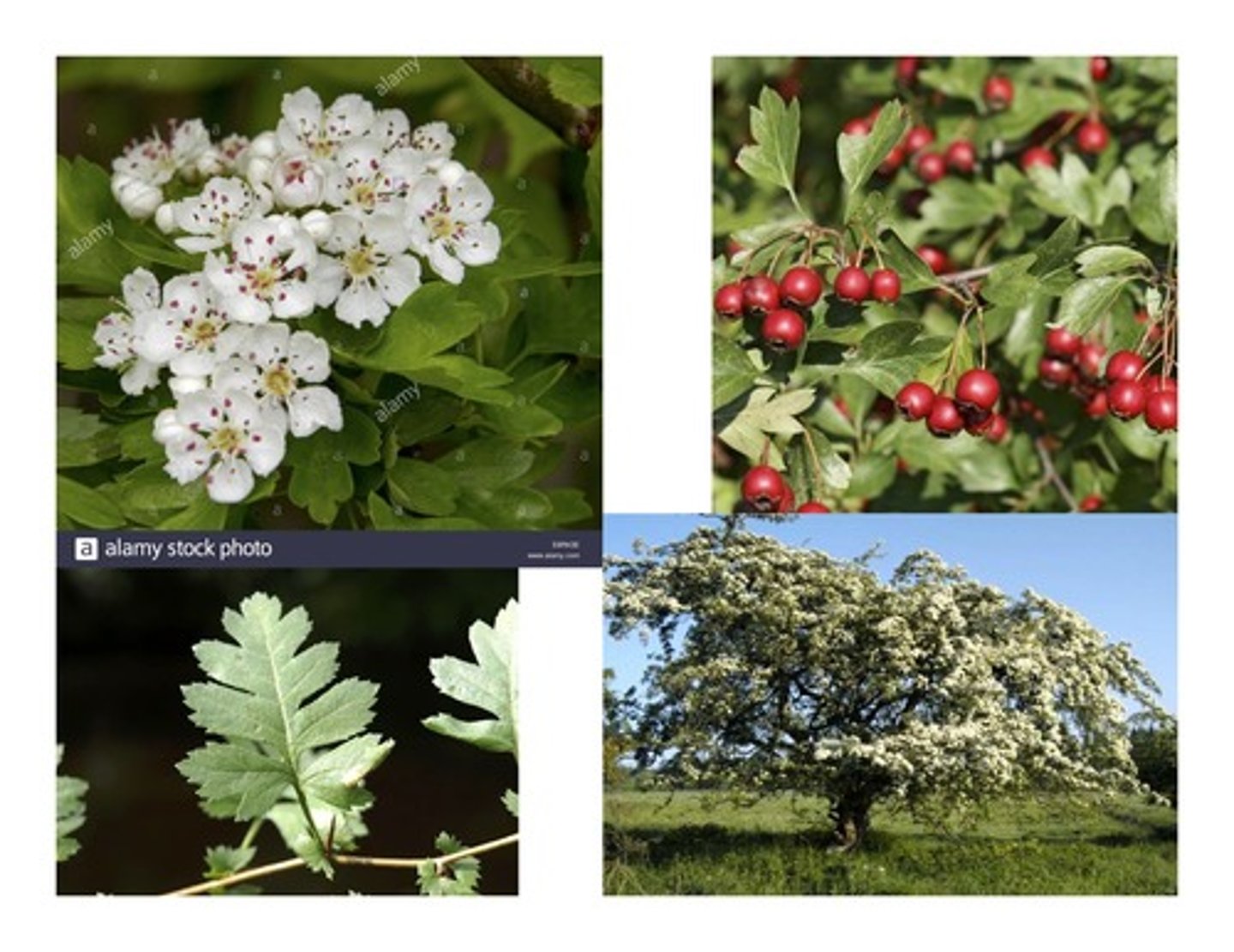 <p>common hawthorn</p>