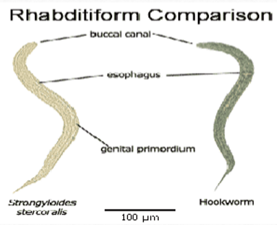 <ul><li><p>strongyloides: short buccal cavity; esophageal bulb; pointed tail</p></li><li><p>hookworm: long buccal cavity; esophageal bulb; straight tail</p></li></ul><p></p>