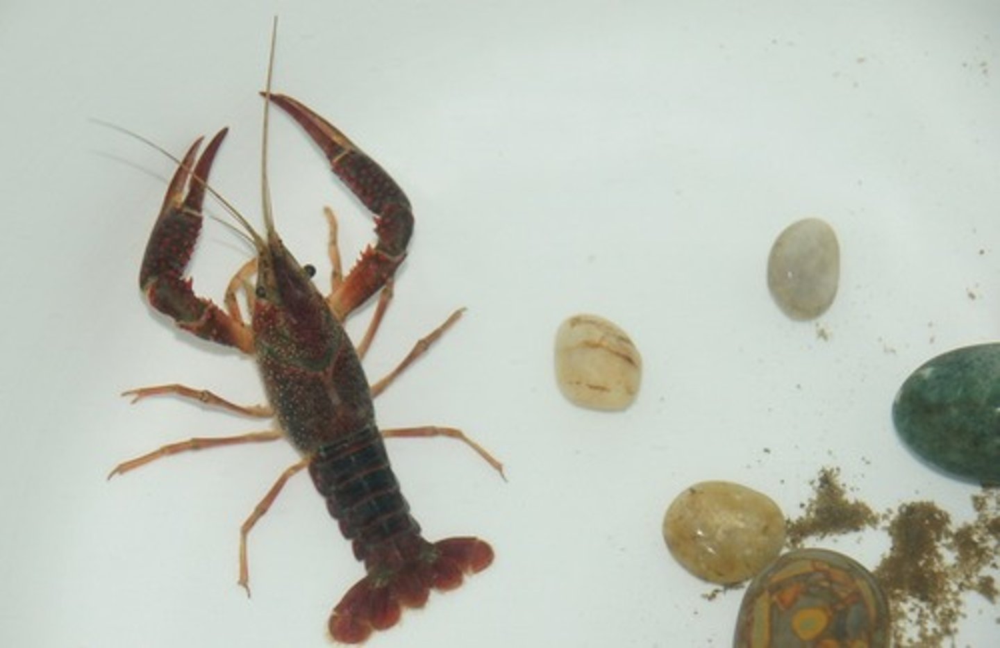 <p>shrimp farming</p>