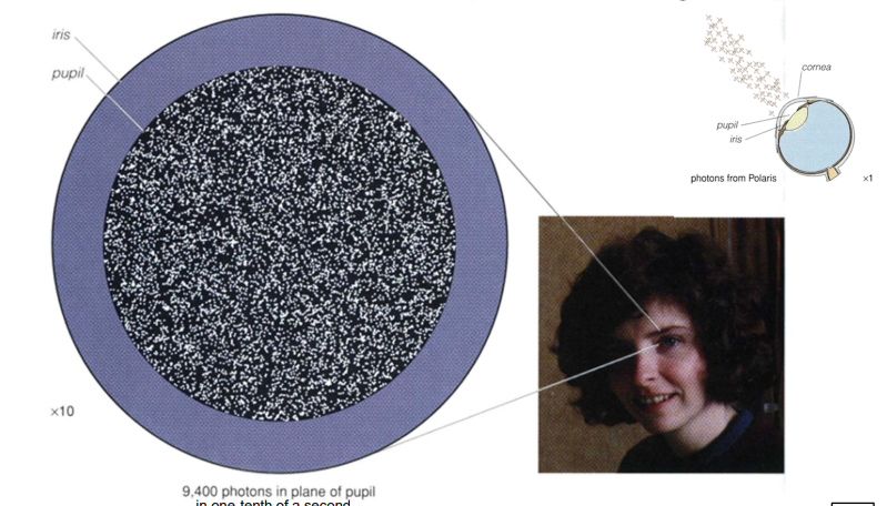 <p>cornea will reflect photons; photons must pass through cornea in order to be seen</p>