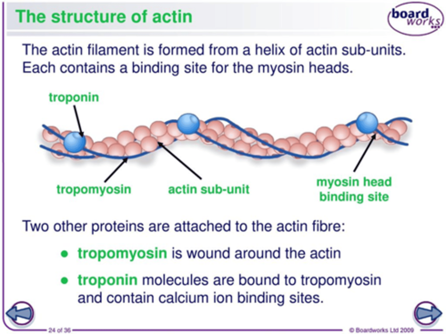 <p>TROPOMYOSIN :</p><p>1.) one tropomyosin strand lies on the surface on each of the two coiled chains of F actin</p><p>2.) is wound around the actin</p><p>TROPONIN :</p><p>1.) molecules are bound to tropomyosin and contain calcium ion binding sites</p><p>2.) present in grooves of actin and lies along tropomyosin</p>