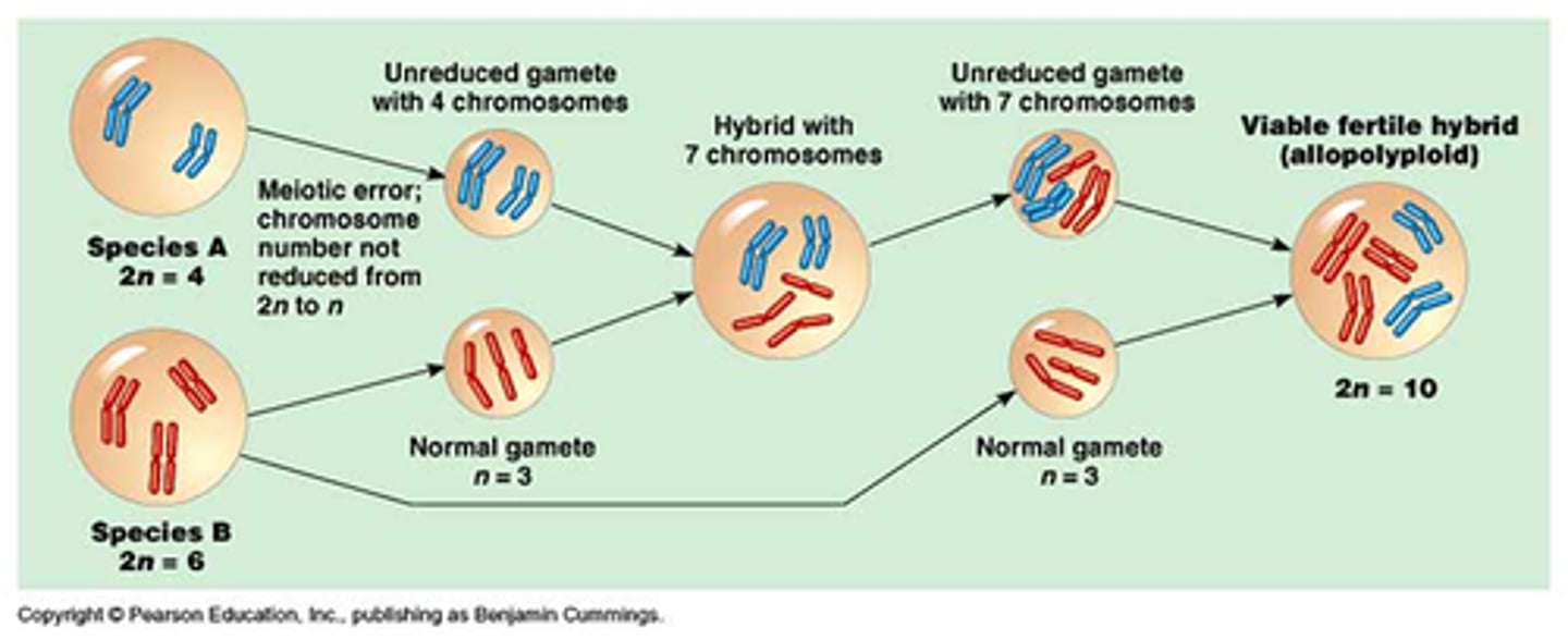 <p>Sterile hybrid is changed to a fertile polyploid due to mutation; fertile with each other, but not parent species.</p>