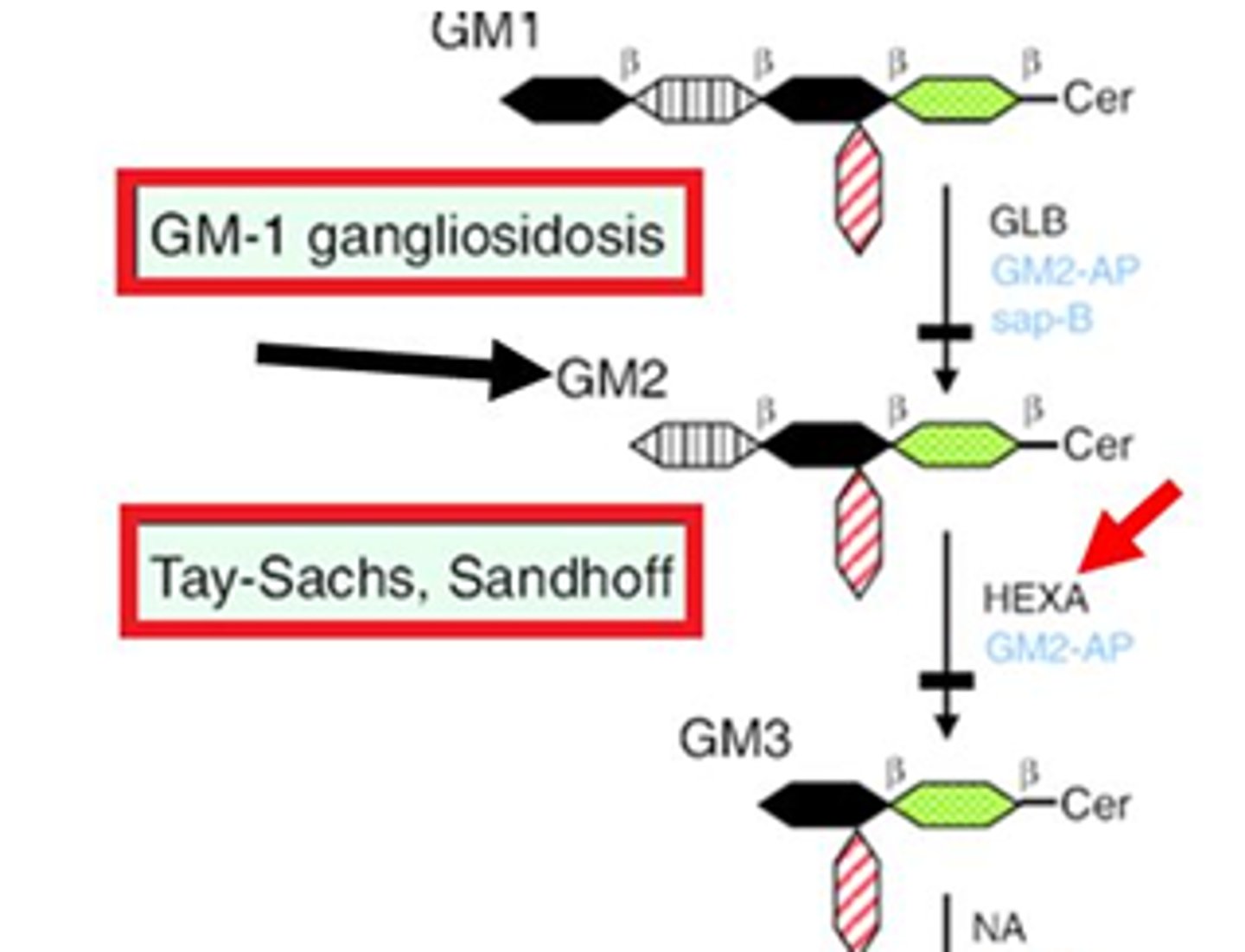 <p>this is a disease that results from a deficiency in the enzyme HEX A</p><p>deficiency in HEX A enzyme cause the accumulation of the cytotoxic ganglioside GM2</p>
