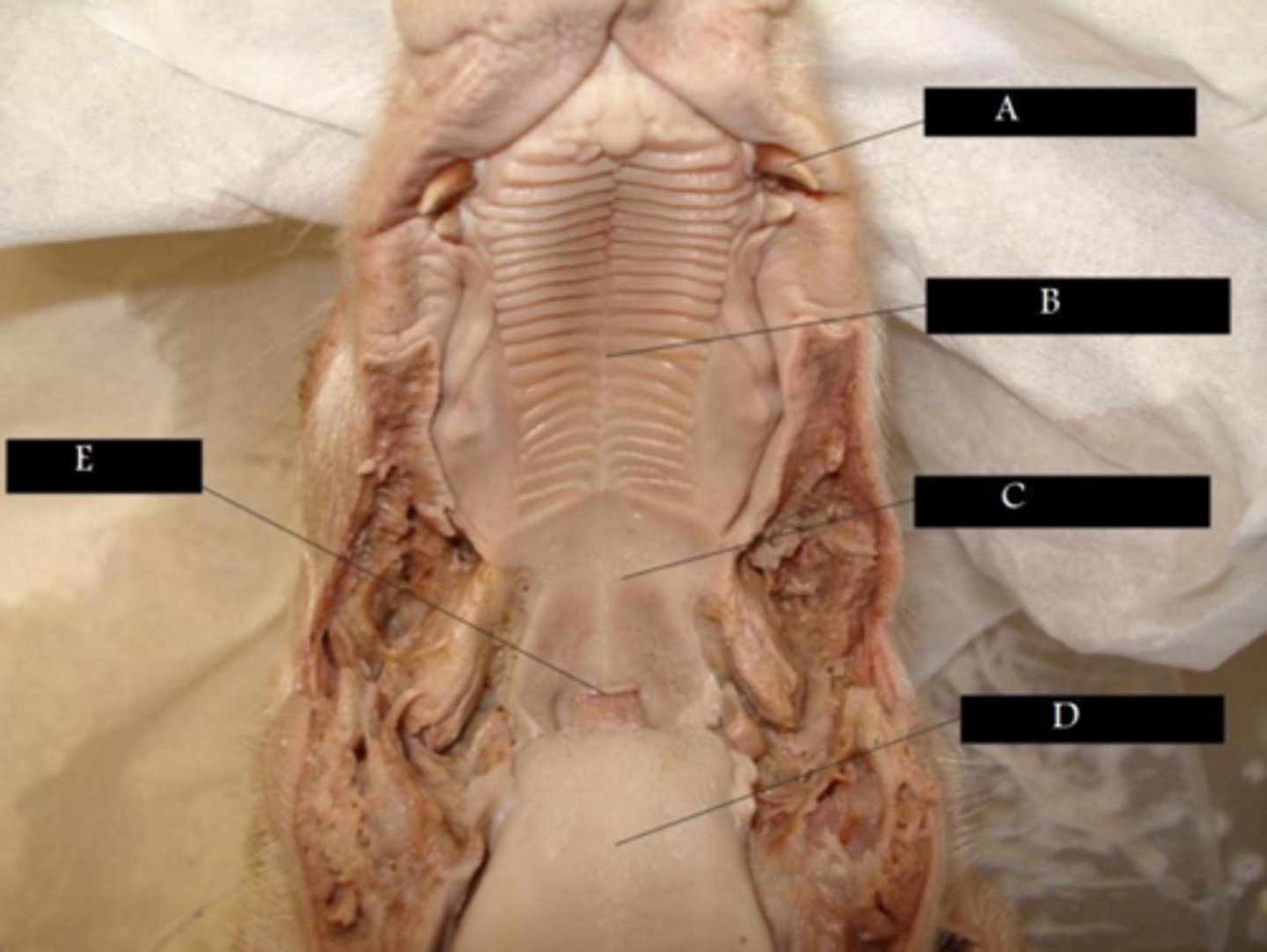 <p>A</p><p>Break down food into smaller pieces</p>