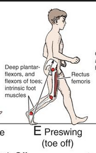 hip flexing to 0º
-thigh 10º extension