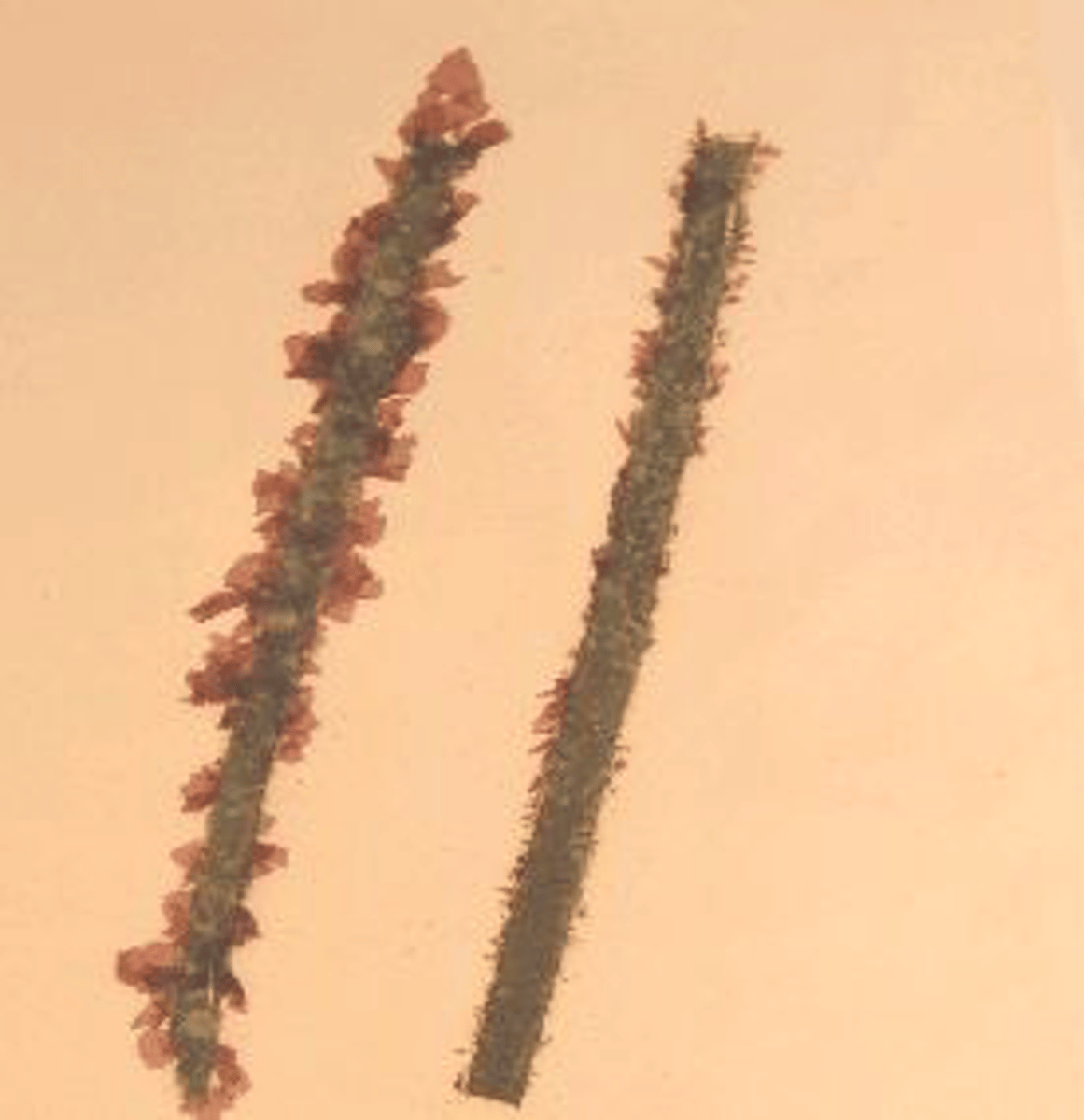 <p>Identify the Pacific Coast algal species shown</p>