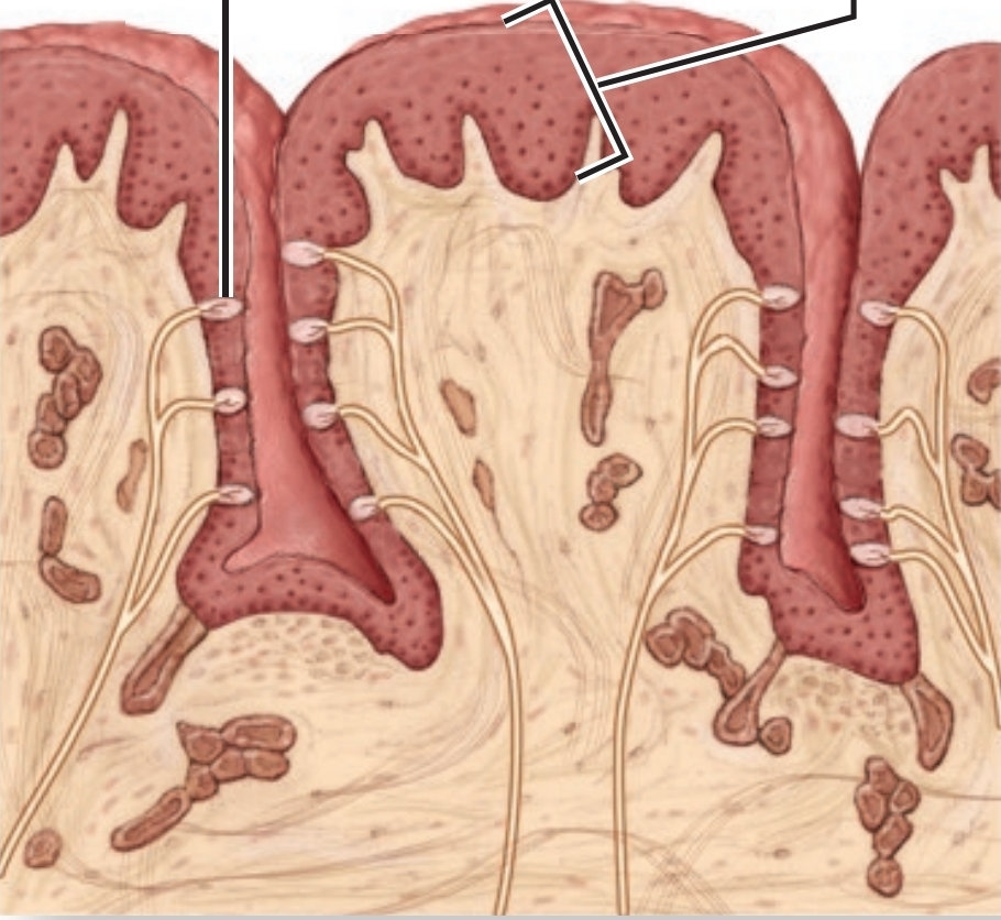 <p>Extend as ridges on lateral tongue; few tastebuds in infancy + childhood</p>