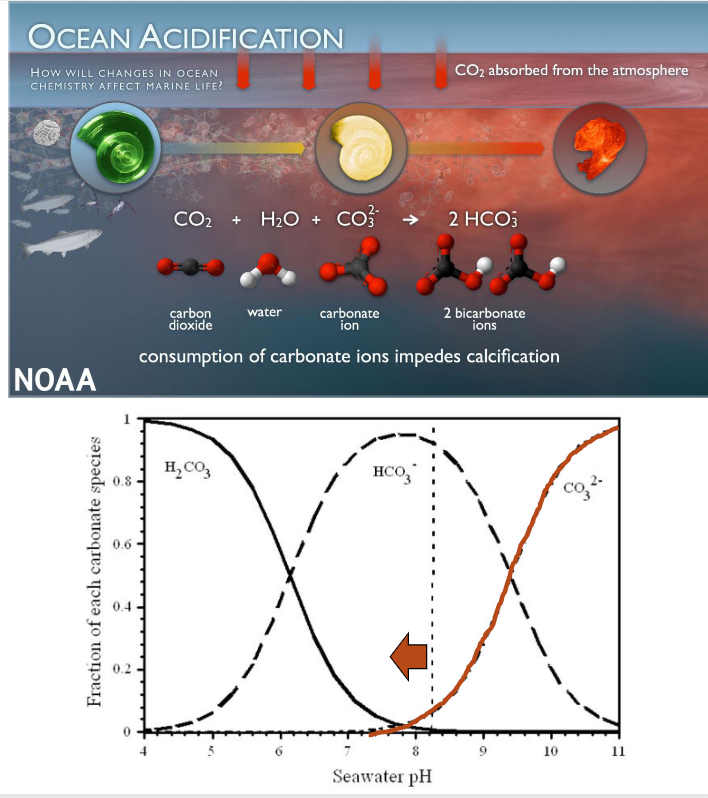 <p>Ocean acidification </p><p>Ocean Atmosphere exchange</p><p>Calcifies role </p>