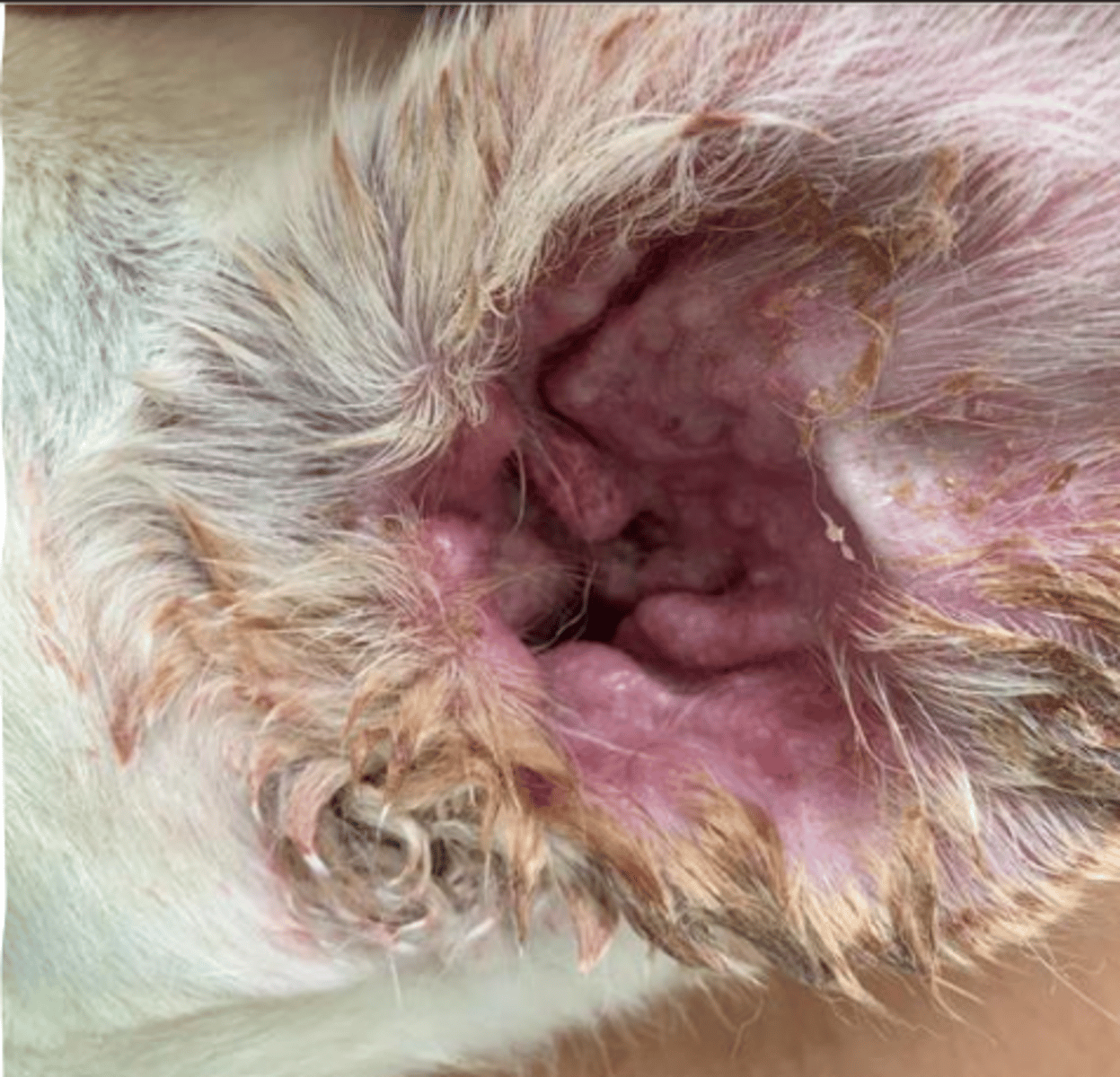 <p>acute or chronic otitis?</p>