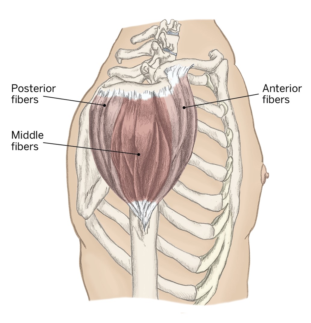 <p>O- Lateral Clavicle, Acromion, &amp; Spine of the scapula</p><p>I- Humerus; Deltoid Tuberosity</p><p>A- Shoulder Abduction</p>