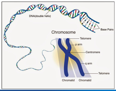 <p>-humans have 46 chromosomes</p><p>-22 pairs of autosomes and 2 sex chromosomes</p><p>-sister chromatids joined at the centromere</p><p>-ends of chromosomes capped by 6 bp repeats (TTAGGG)- telomeres</p><p>-short arm = p, long arm = q</p>