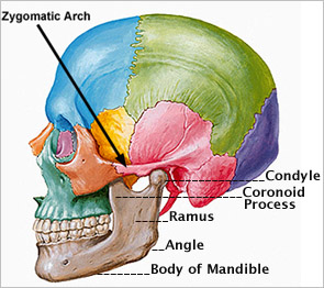 <p>temporal bone; zygomatic arrch</p>