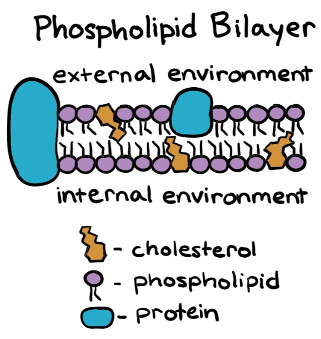 <ul><li><p><span>Components of the Plasma Membrane</span></p></li></ul><p class="E636 x-scope qowt-point-para-20 list-type-buAuto" style="text-align: left"><span>Phospholipid bilayer (Fluid, as can stretch and contract)</span></p><p class="E641 x-scope qowt-point-para-27 list-type-buChar" style="text-align: left"><span>Hydophobic tails face each other, creating an area that is hydrophobic</span></p><p class="E646 x-scope qowt-point-para-27 list-type-buChar" style="text-align: left"><span>Hydophillic heads face outwards</span></p><ul><li><p class="E651 x-scope qowt-point-para-20 list-type-buAuto" style="text-align: left"><span>Proteins (Mosaic)</span></p></li></ul><p class="E654 x-scope qowt-point-para-27 list-type-buChar" style="text-align: left"><span>Embedded in the phospholipid bilayer</span></p><p class="E657 x-scope qowt-point-para-27 list-type-buChar" style="text-align: left"><span>Can move throughout the membrane</span></p><ul><li><p class="E662 x-scope qowt-point-para-33" style="text-align: left"><span>3. Cholesterol</span></p></li></ul><p class="E665 x-scope qowt-point-para-40 list-type-buChar" style="text-align: left"><span>Provides flexibility to the membrane</span></p>