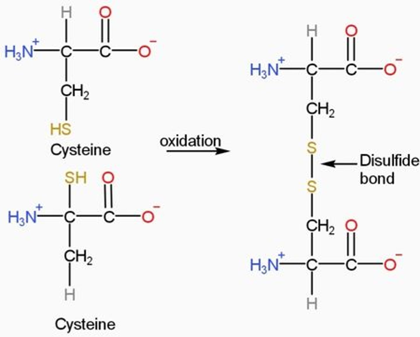 <p>cysteine contains a thiol group and readily forms disulfides so linking two cysteine units together.</p><p>-Disulfide bonds are formed between cysteine residues through a process called oxidative folding. The process occurs when the polypeptide chain of a protein collapses, and cysteines brought together can form covalent linkages.</p>
