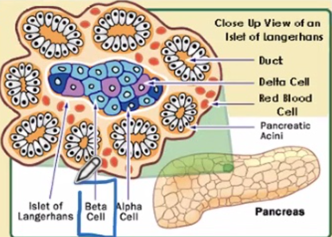 <p>Each Islet contains serveral different cell types that each produce a different hormone</p><p>Ex: Beta cells produce Insulin; Alpha cells produce Glucagon</p>