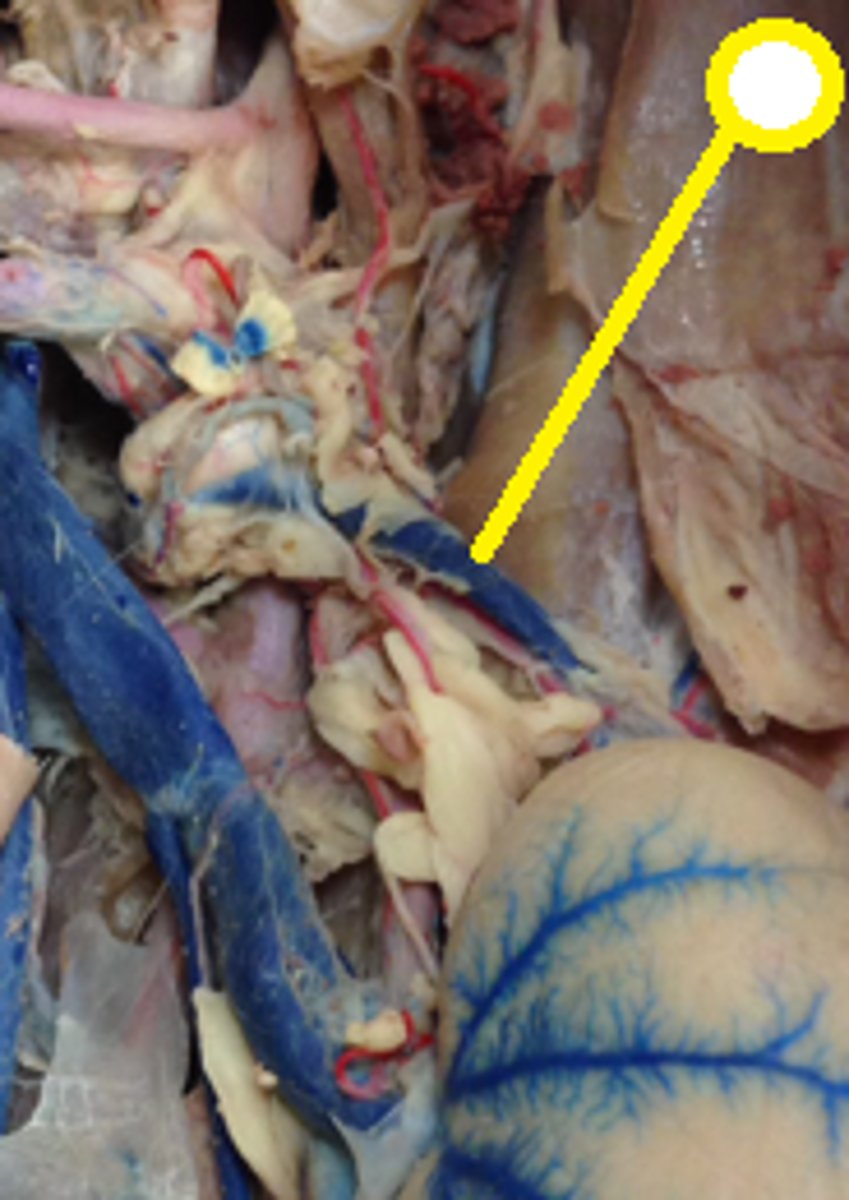 <p>Not attached to kidney. Runs above kidney</p>