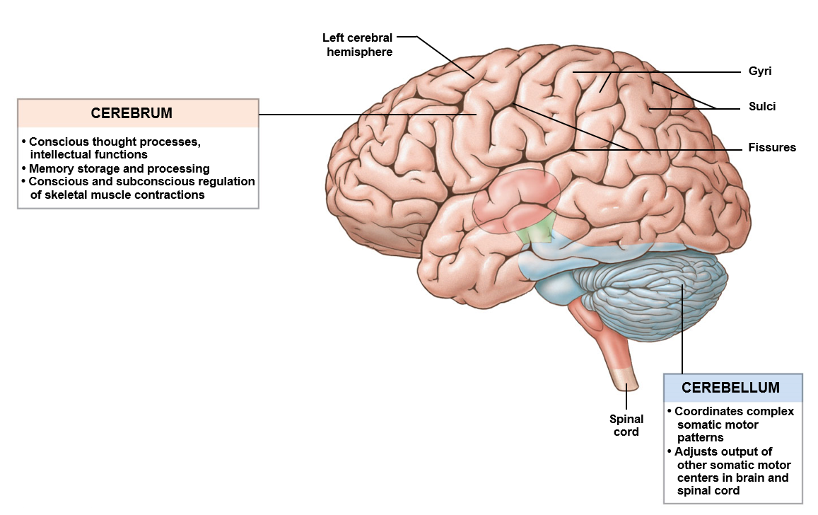 <p>Contains 97% of the body’s neural tissue in the adult; exerts centralized control of the other organs in the human body</p>