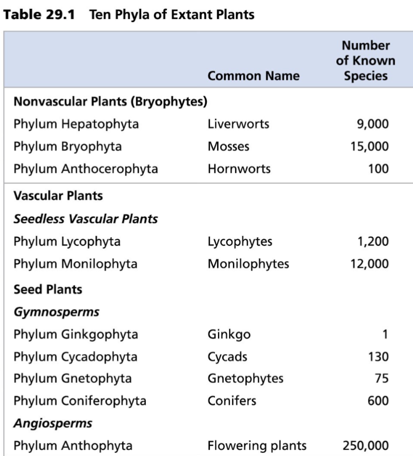 <ul><li><p>Non-vascular, spore-bearing plants (Bryophytes)</p><ul><li><p>Hepatophyta</p></li><li><p>Bryophyta</p></li><li><p>Anthocerophyta</p></li></ul></li><li><p>Vascular, seedless plants</p><ul><li><p>Lycophyta</p></li><li><p>Monilophyta</p></li></ul></li><li><p>Vascular, seed-bearing gymnosperms</p><ul><li><p>Ginkgophyta</p></li><li><p>Cycadophyta</p></li><li><p>Gnetophyta</p></li><li><p>Coniferophyta</p></li></ul></li><li><p>Vascular, seed-bearing angiosperms</p><ul><li><p>Anthophyta</p></li></ul></li></ul>