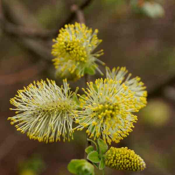 <p>Salix aurita </p>