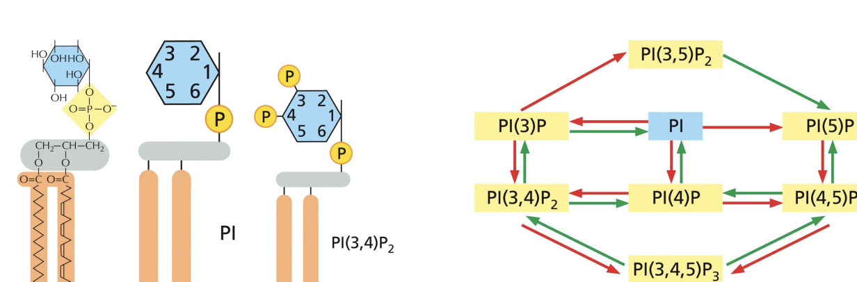<p>Membrane phospholipids (Phosphoinositides or PI) bind to specific adaptor proteins based on the phosphorylation of their inositol sugar at the 3’, 4’ and 5’ position</p>