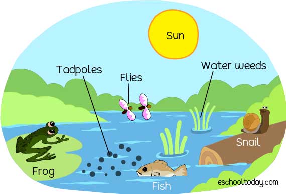 <p><span>An ecosystem consists of all the organisms and the physical environment with which they interact. (biotic + abiotic factors)</span></p>