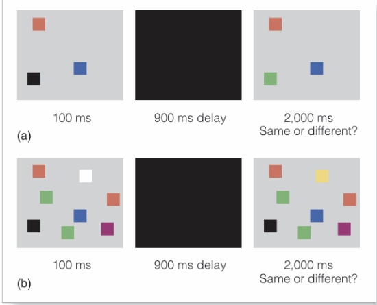 <p><strong>Luck and Vogel (1997) - Visual Working Memory</strong></p>