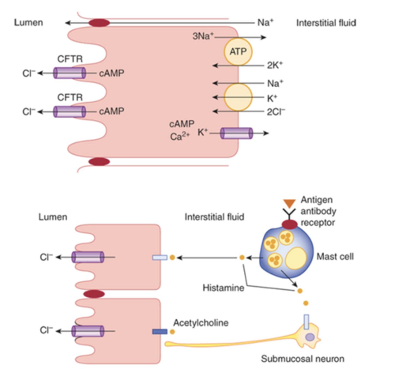<p>small bowel secretions, aka "Succus Entericus":</p>