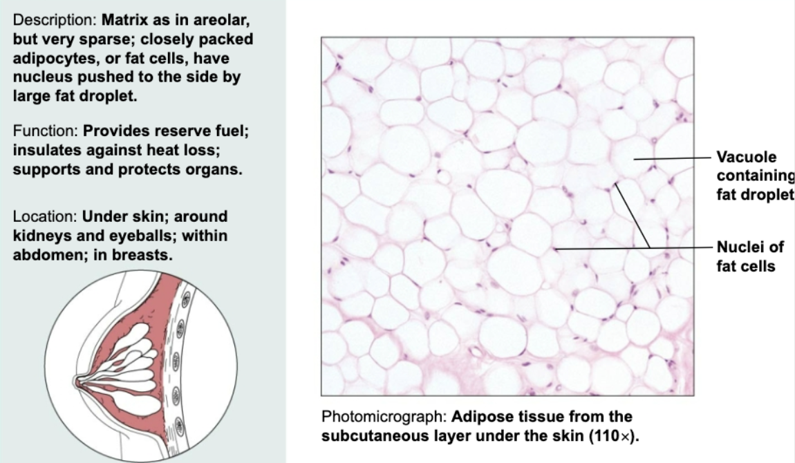 <p>Matrix but very sparse. Closely packed fat cells have nucleus pushed to the side by large fat droplets. Functions to reserve fuel, insulate heat loss, and support organs. Found under skin, around kidneys and eyeballs, and within breasts</p>