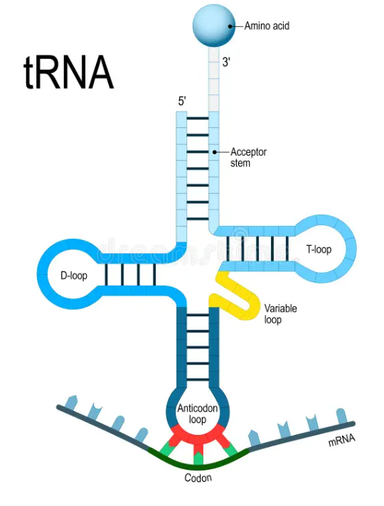 <p>At the tip of each tRNA, is an anticodon a 3 base sequence </p><ul><li><p>it is complementary to the mRNA codon</p></li><li><p>Basically da same as the DNA triplet but ofc U replaces T</p></li></ul><p></p>