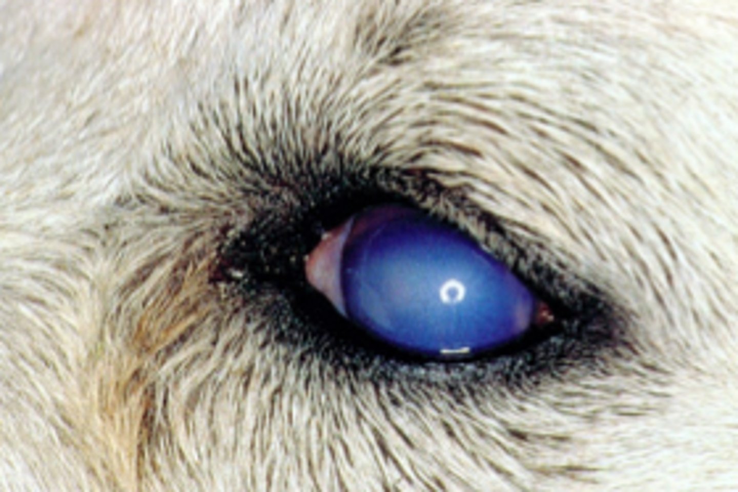 <p>💉 Family: Adenoviridae (Mastadenovirus)</p><p>Disease: Infectious Canine Hepatitis</p><p>Systems: Hepatic, vascular, ocular, renal</p><p>⚠️ Clinical Signs: Fever, depression, vomiting, diarrhoea, abdominal pain, icterus, corneal oedema ("blue eye"), petechiae</p><p>🔬Histopathology: Hepatocellular necrosis, basophilic intranuclear inclusions, vasculitis</p>