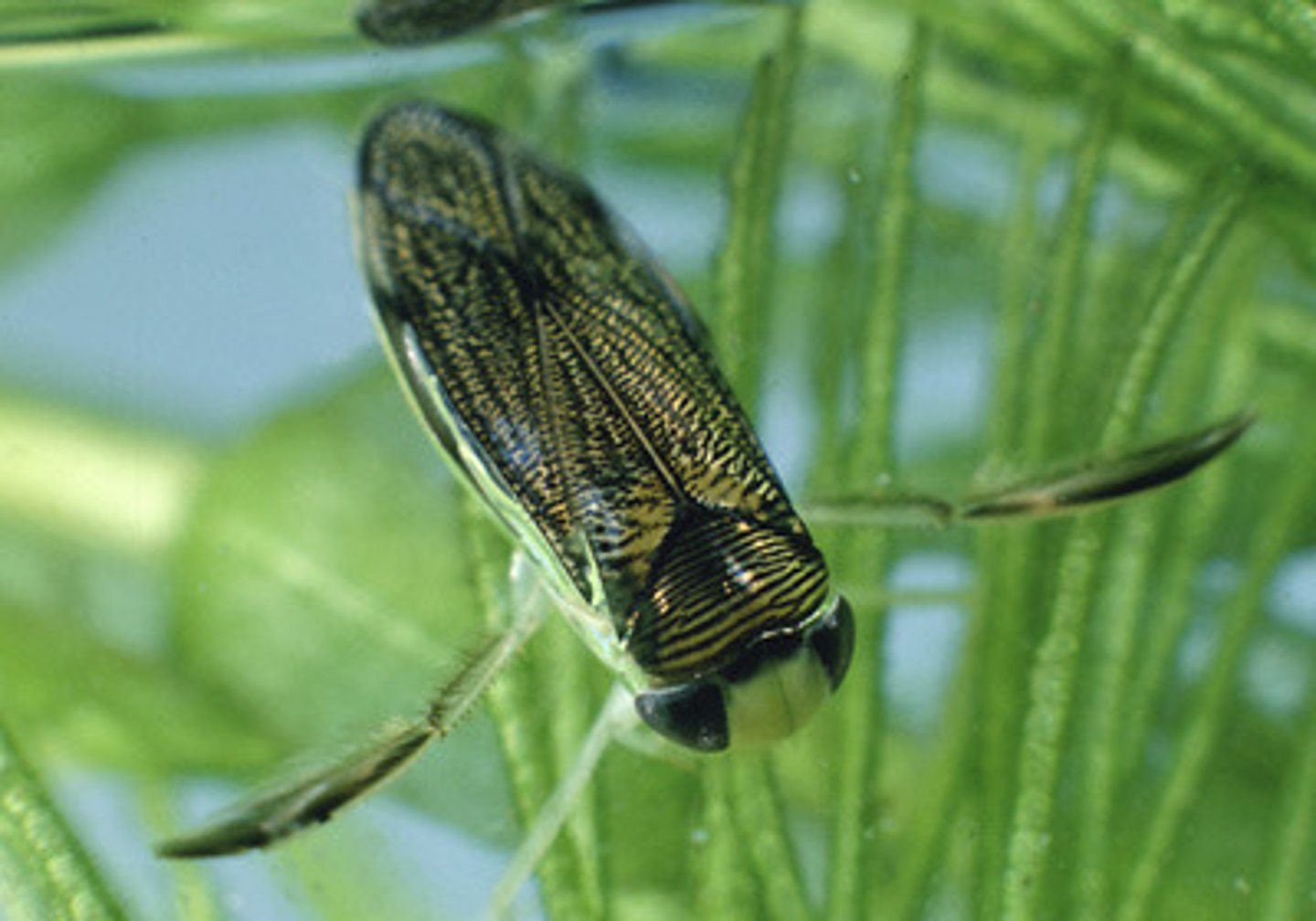 <p>Class 5, adult swims upright and paddle along surface of water, nymphs molt 5 times before becoming adults, nymphs absorb oxygen through skin, most species are herbivores, adults can fly and live in clusters or group, don't actually bite humans</p>