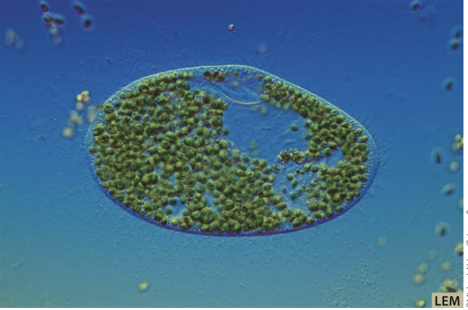 <p>Endosymbiosis in modern cells</p><ul><li><p><em>Paramecium</em> ingesting algae and using them for photosynthesis</p></li><li><p><em>Paramecium benefit from algae, but do algae benefit from Paramecium?</em></p></li></ul><p></p>